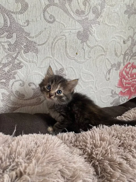Отдам котят в добрые руки - Животные в Уфа