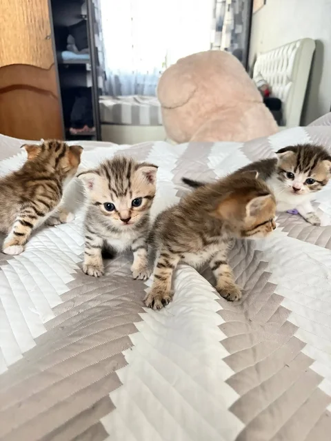 Продаются шотландские вислоухие котята - Крупный рогатый скот в Уфа