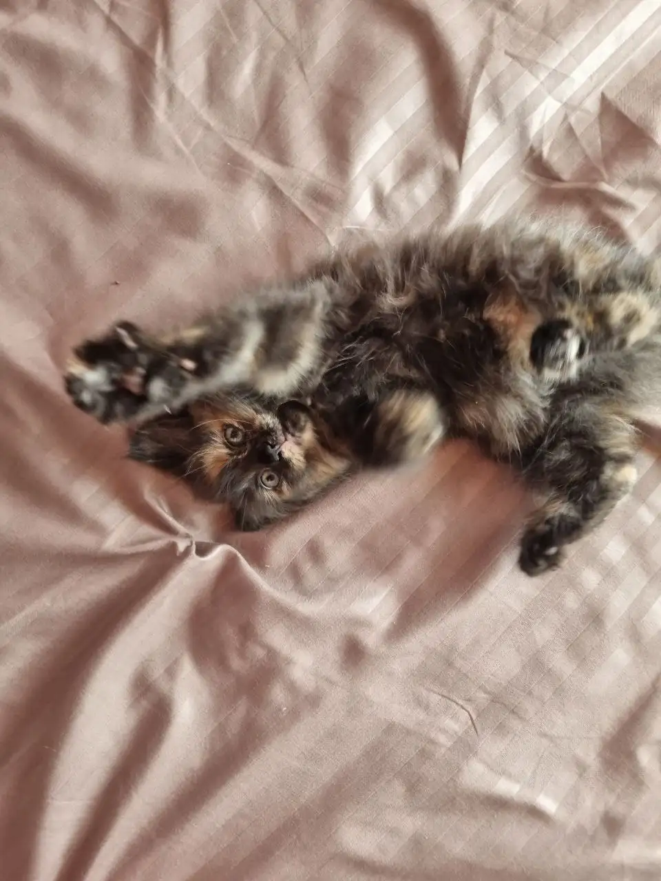 Отдам котёнка в добрые руки - Кошки (Животные) в Уфа