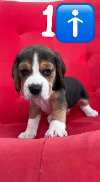 Продаются щенки породы бигль - Животные в Уфа