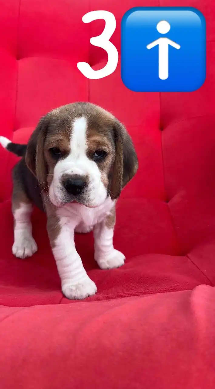 Продаются щенки породы бигль