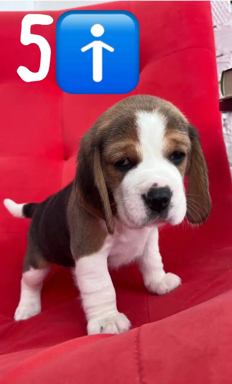 Продаются щенки породы бигль