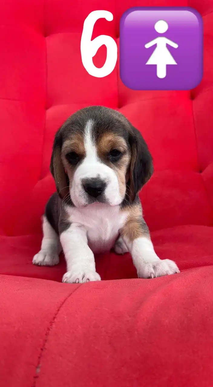 Продаются щенки породы бигль