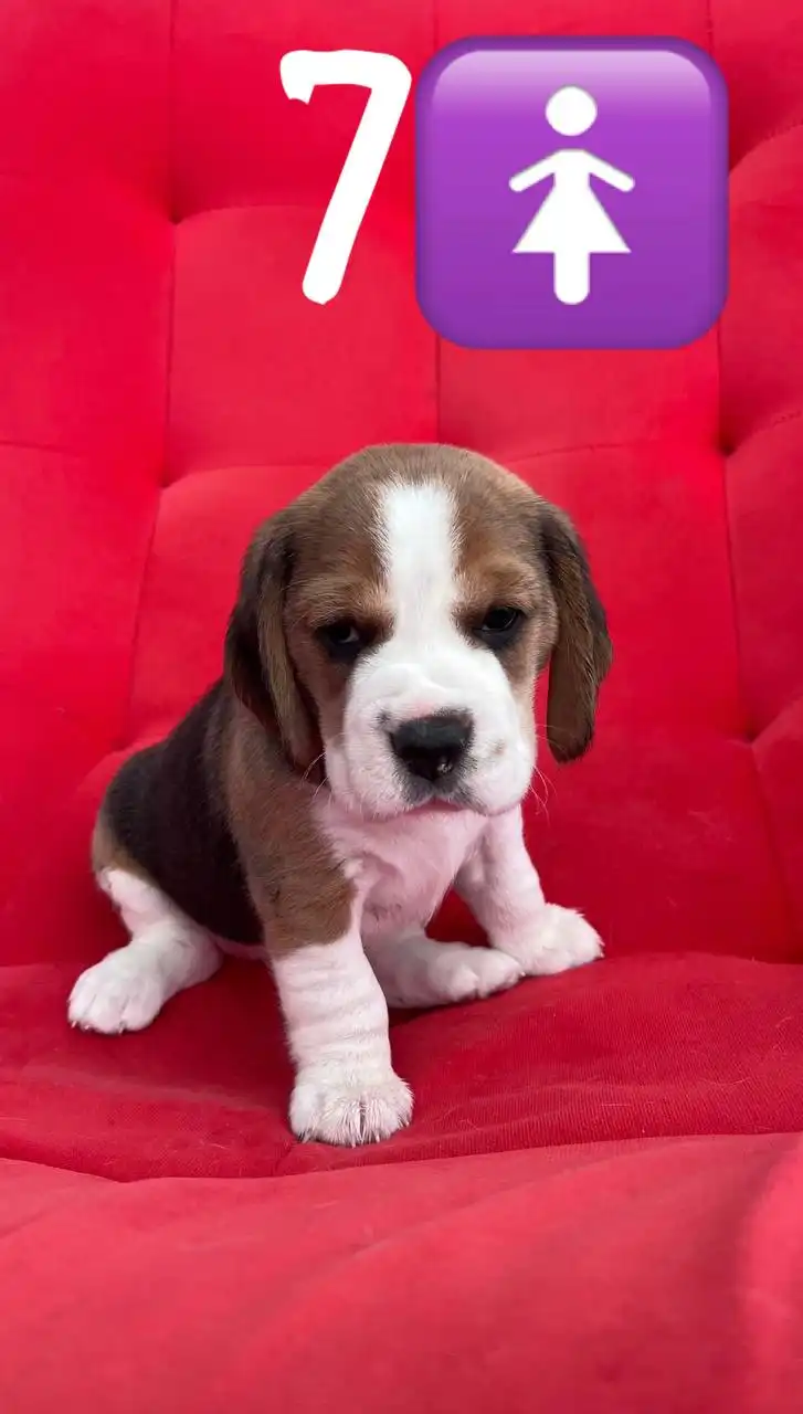 Продаются щенки породы бигль