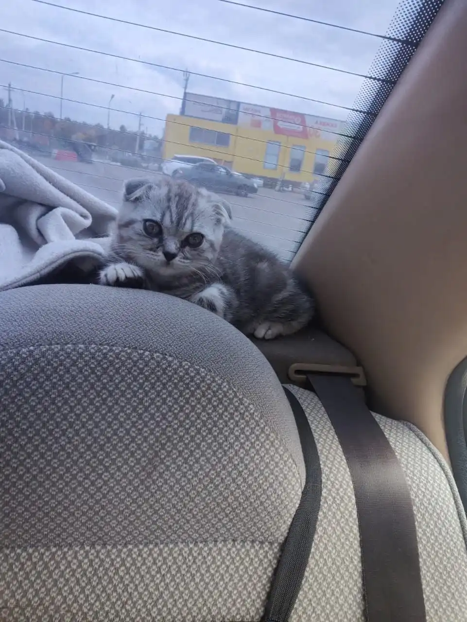 Вислоухие котята шотландской породы