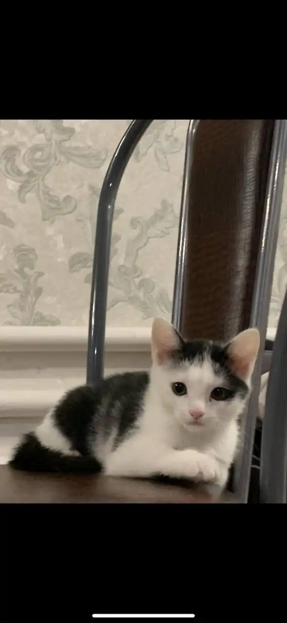 Котенок в добрые руки - Кошки (Животные) в Уфа