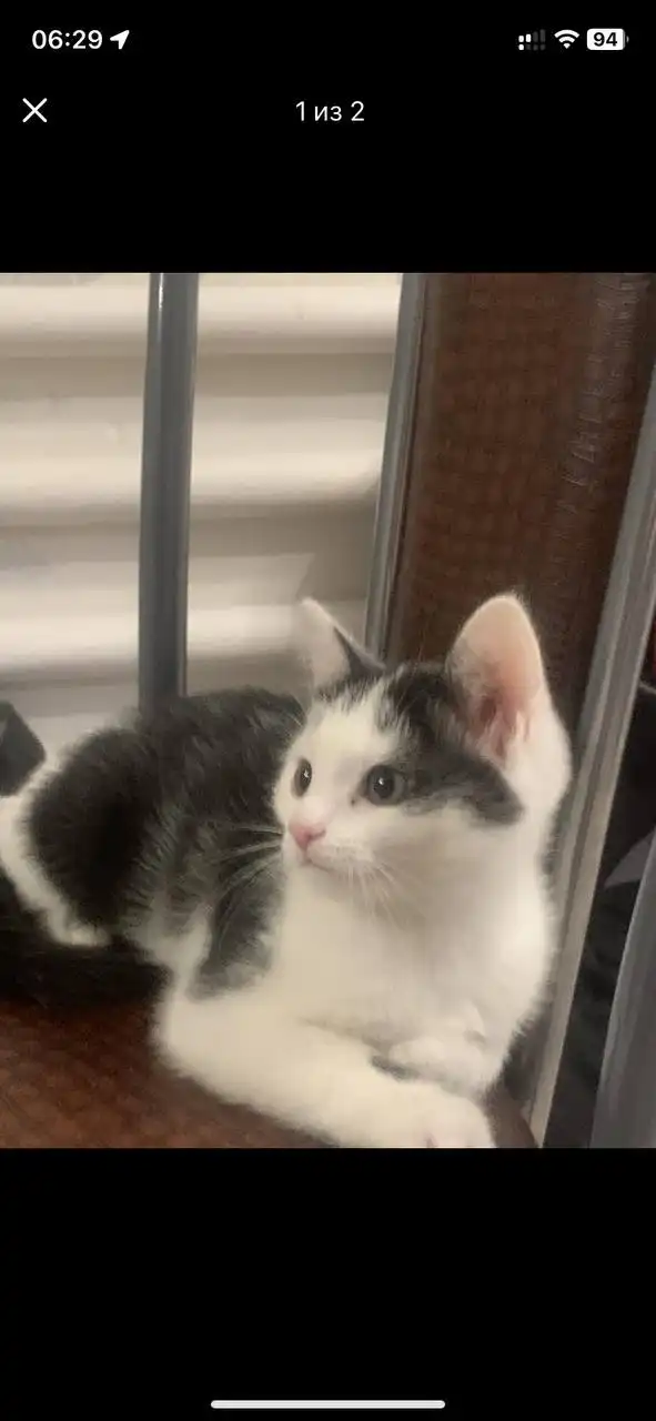 Котенок в добрые руки - Кошки (Животные) в Уфа