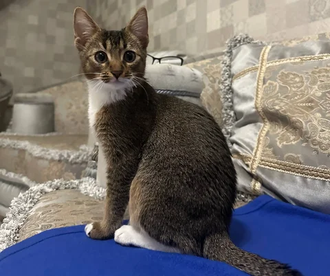 Лоток для кота - Животные в Уфа