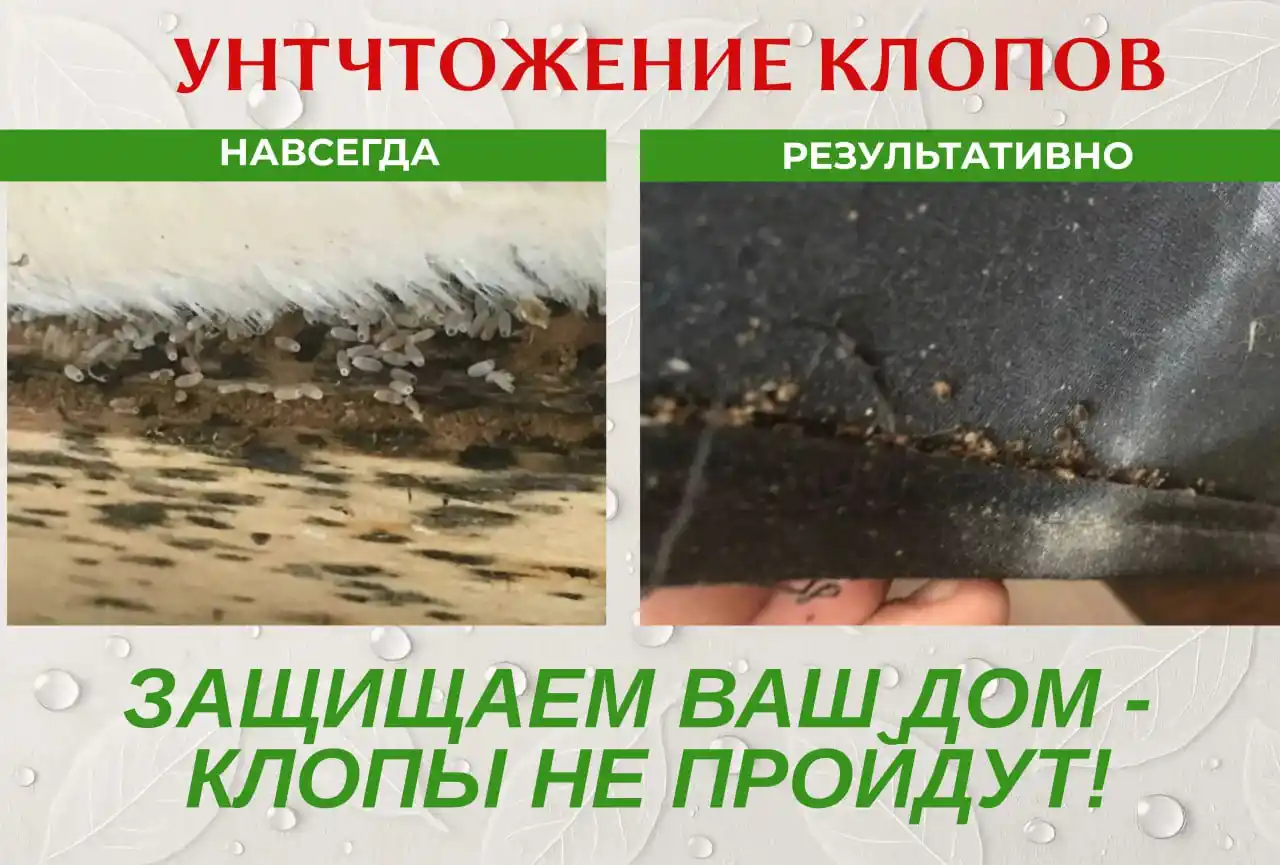 Услуги Дезинфекции