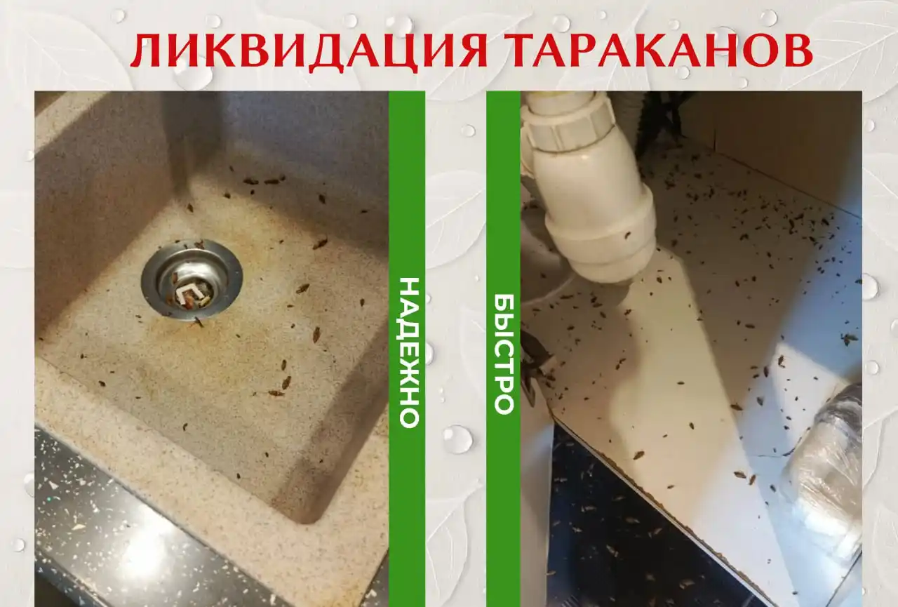 Услуги Дезинфекции