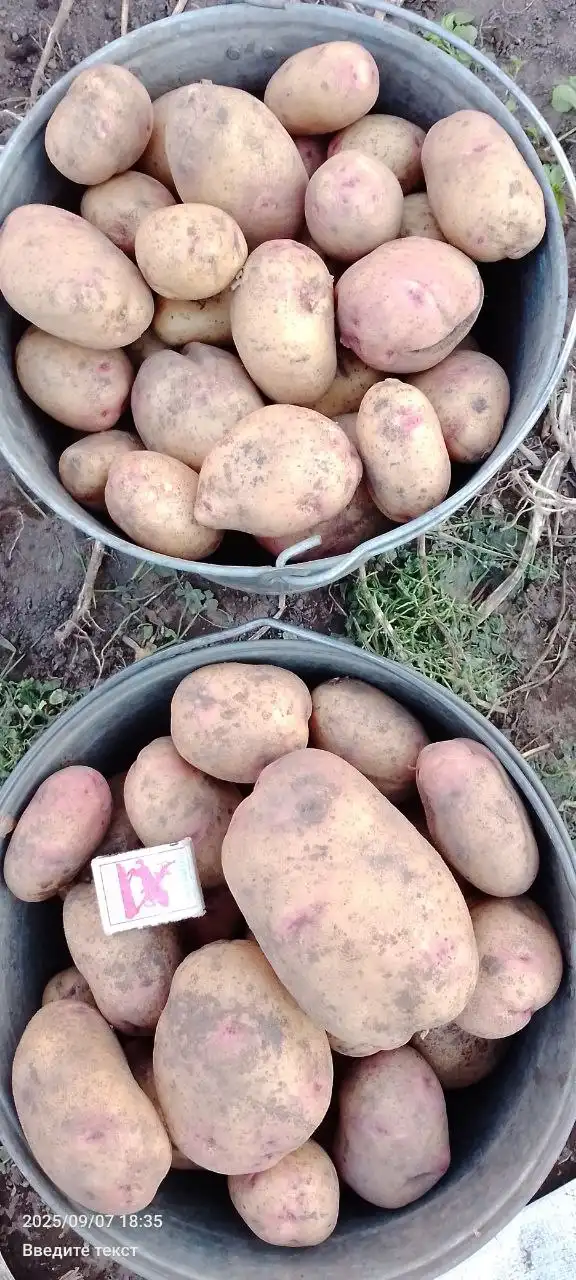 Продажа картофельных продуктов - Кейтеринг/доставка еды (Услуги) в Тюмень