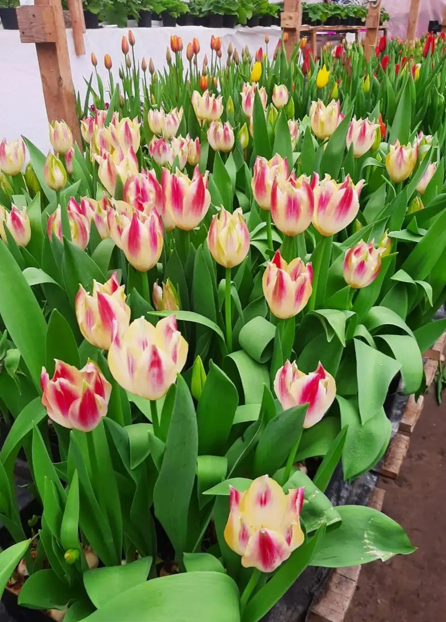 Свежесрезанные сортовые тюльпаны к праздникам - Цветы (Хобби и отдых) в Ембаево