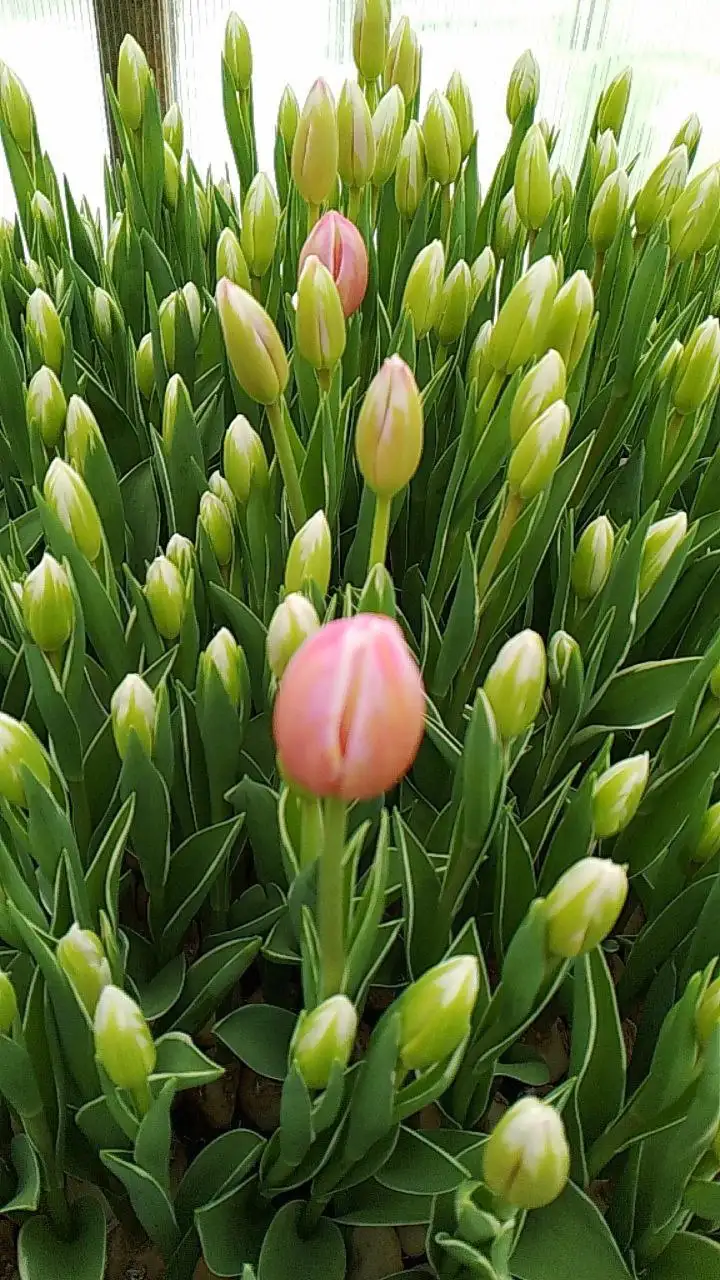 Свежесрезанные сортовые тюльпаны к праздникам - Цветы (Хобби и отдых) в Ембаево