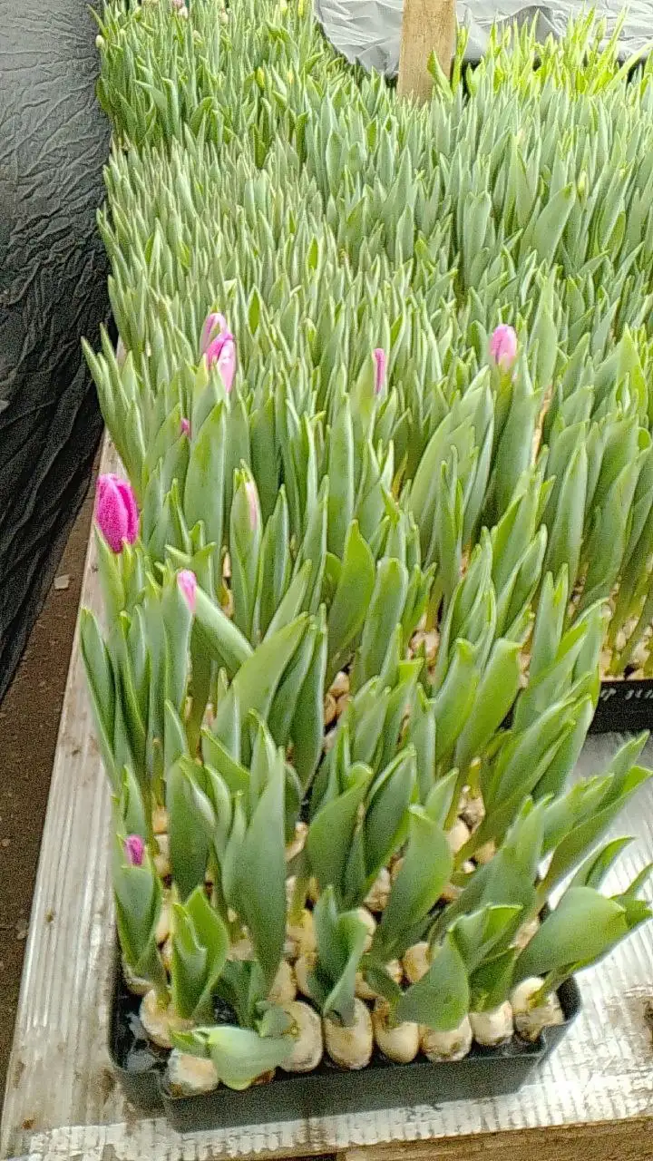 Свежесрезанные сортовые тюльпаны к праздникам - Цветы (Хобби и отдых) в Ембаево