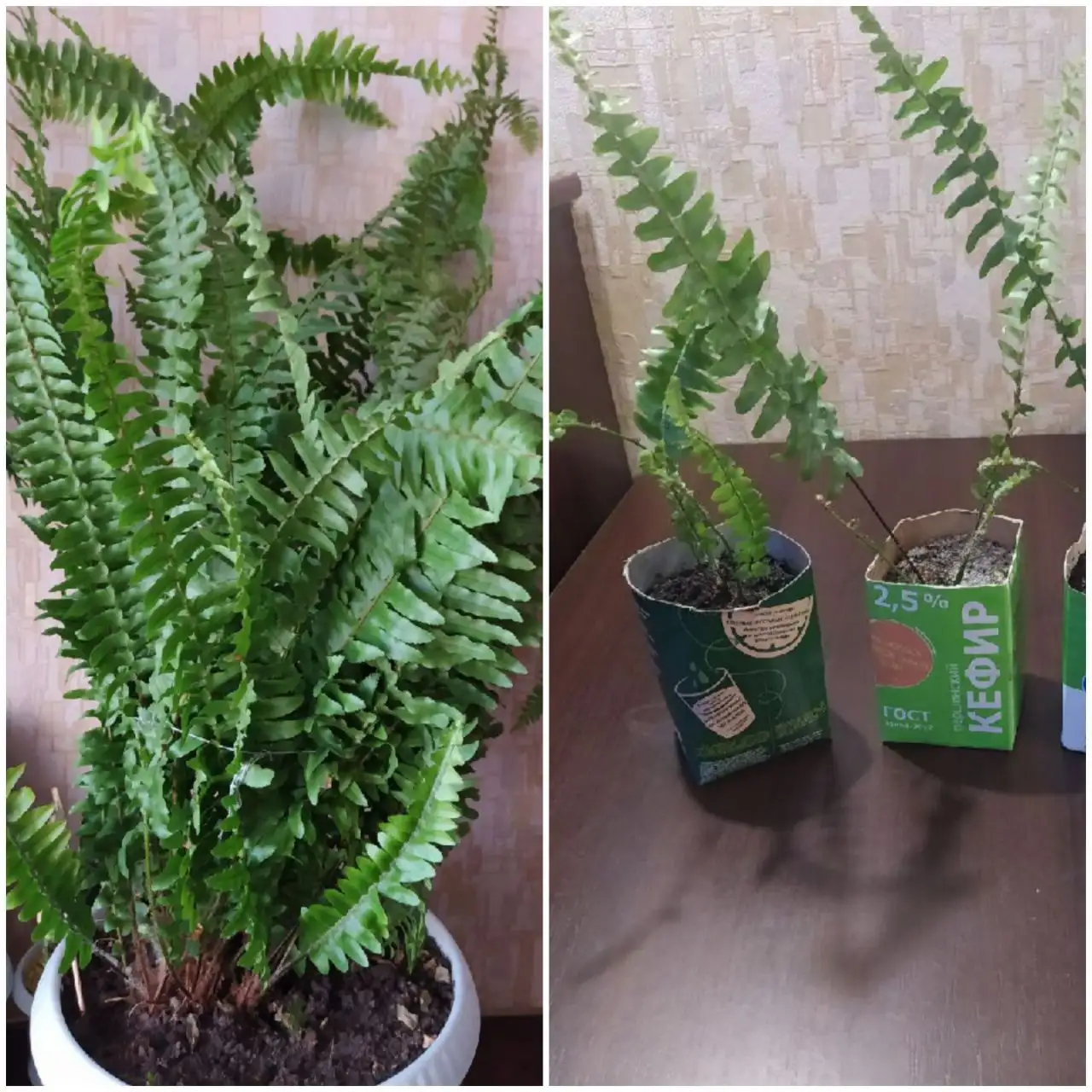 Укорененные черенки домашнего папоротника - Растения (Хобби и отдых) в Тюмень