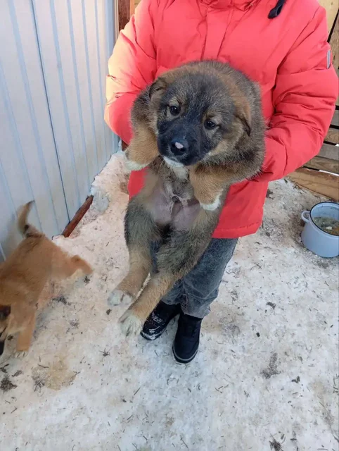Отдам щенков 2 месяца - частное объявление в Тюмень