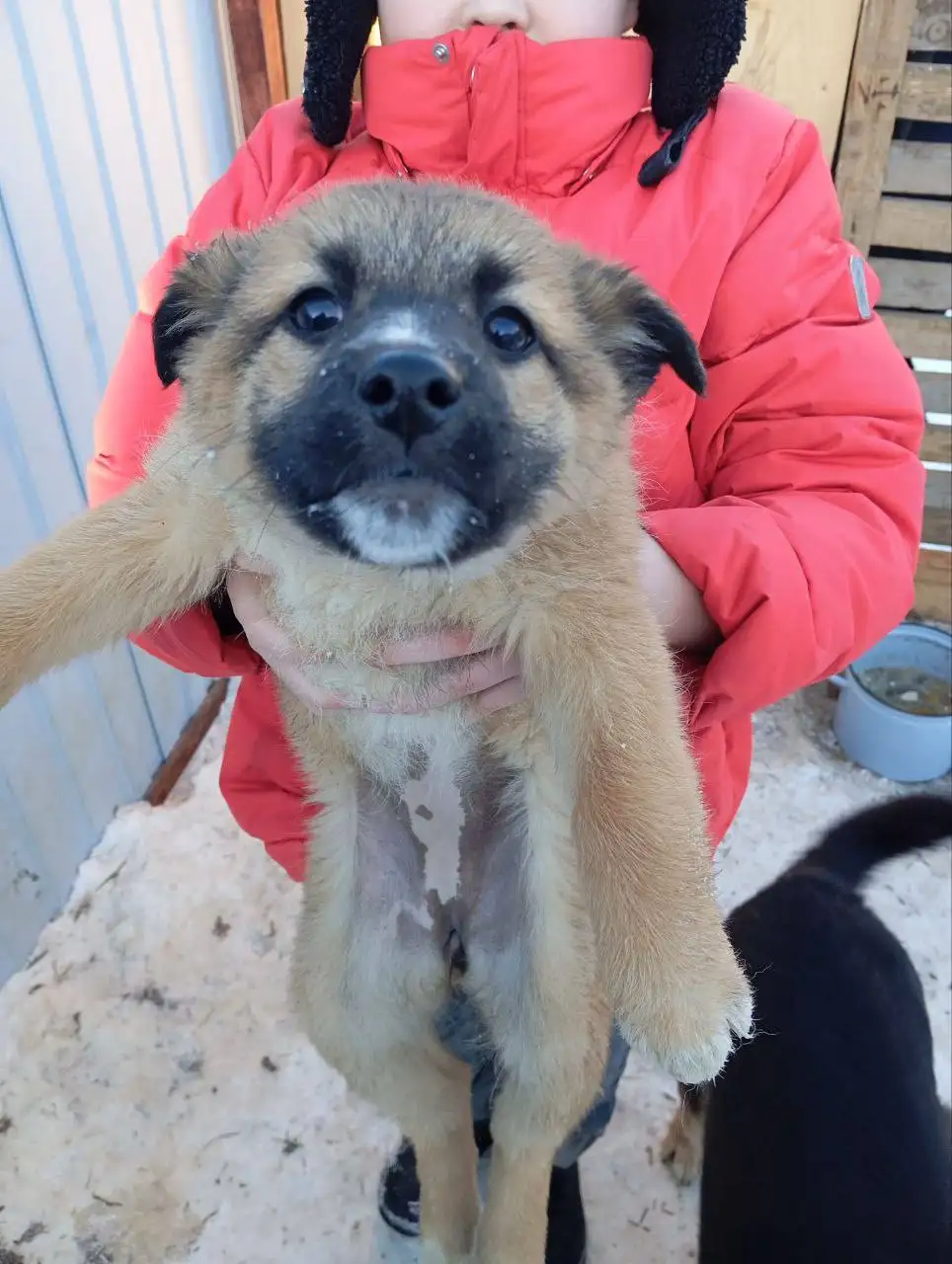 Отдам щенков 2 месяца - Собаки (Животные) в Тюмень