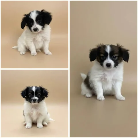 Щенки папийона в Тюмени - частное объявление в Тюмень