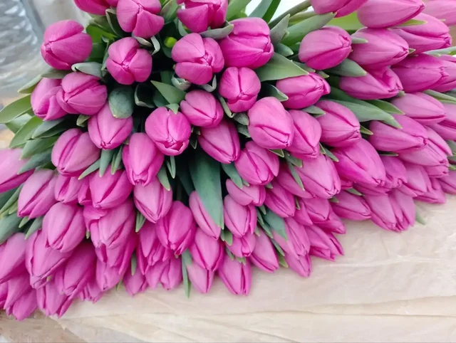 Свежесрезанные сортовые тюльпаны к праздникам - частное объявление в Ембаево