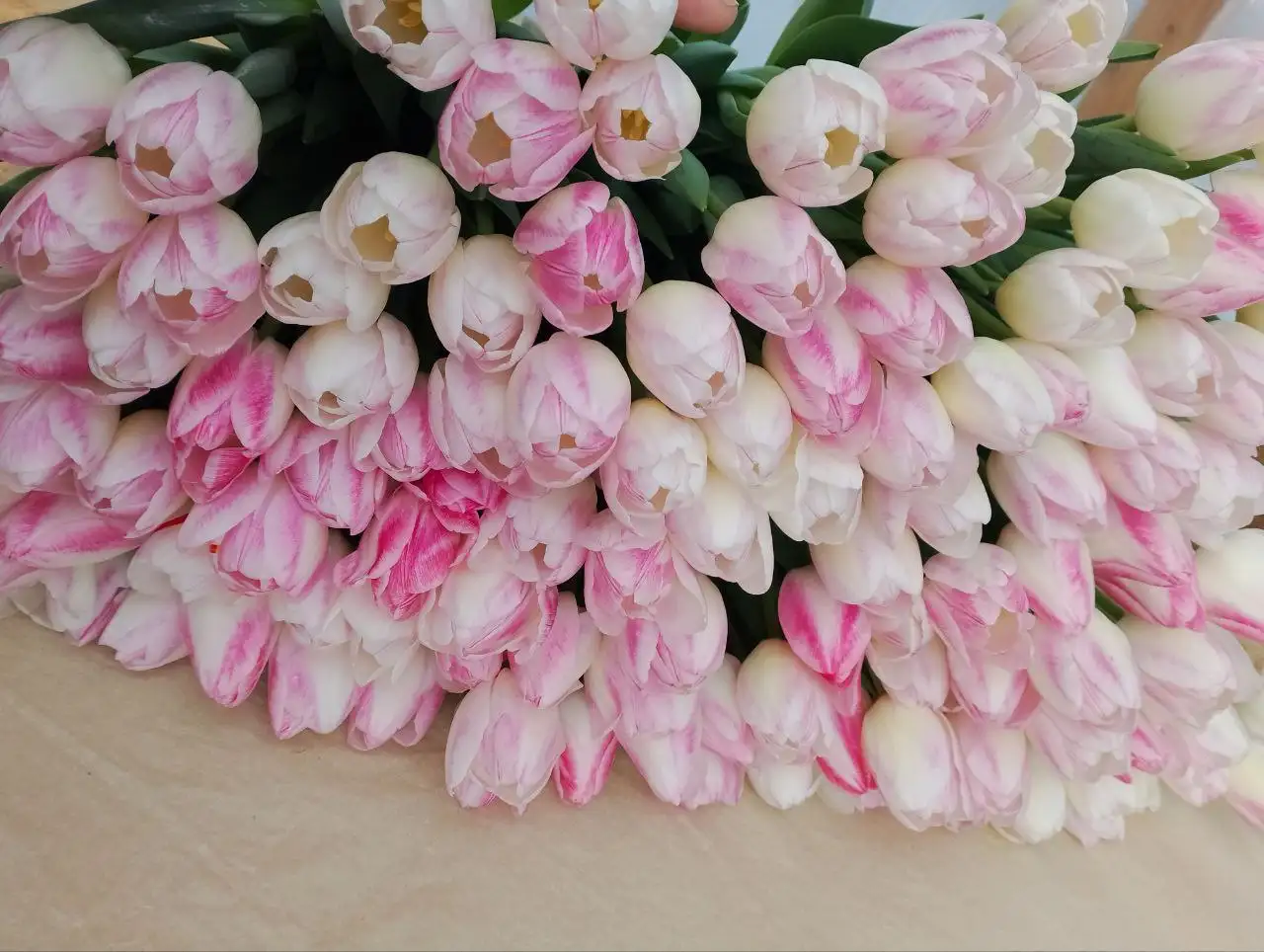 Свежесрезанные сортовые тюльпаны к праздникам - Цветы (Хобби и отдых) в Ембаево