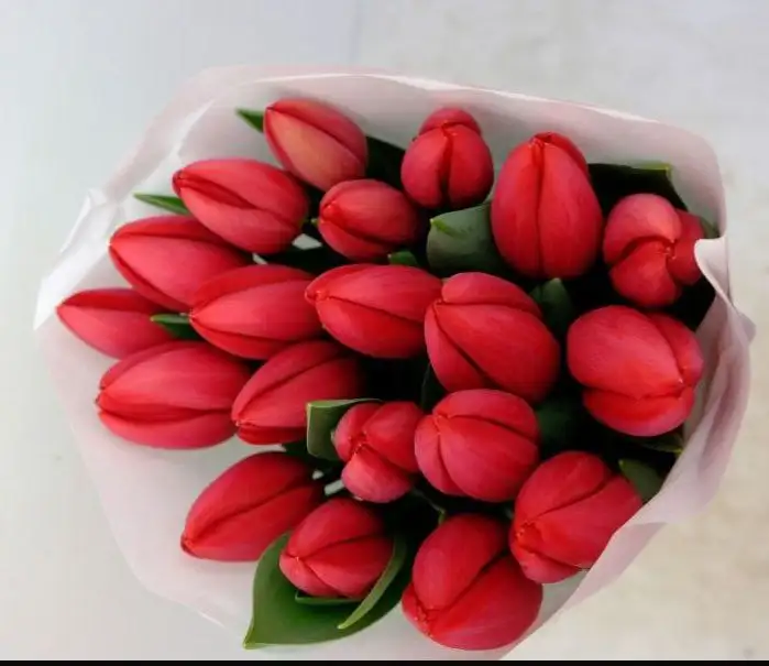 Свежесрезанные сортовые тюльпаны к праздникам - Цветы (Хобби и отдых) в Ембаево