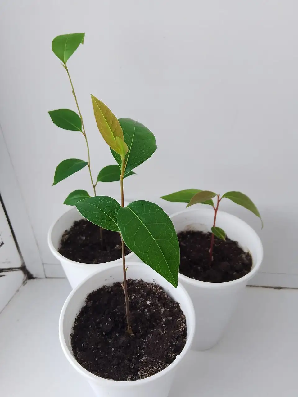 Лавр благородный - Барахолка в Тюмень