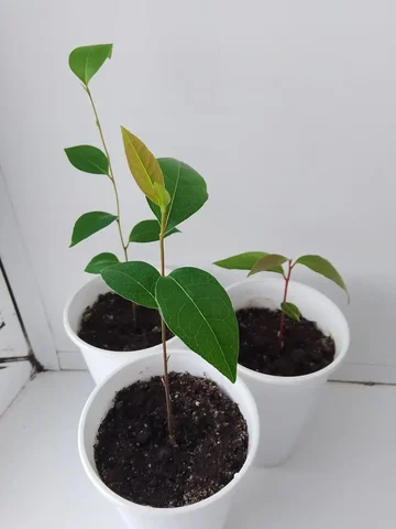 Лавр благородный - Ковры и ковровые покрытия в Тюмень