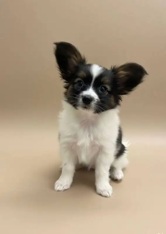 Щенки папийона для бронирования - Собаки (Животные) в Тюмень