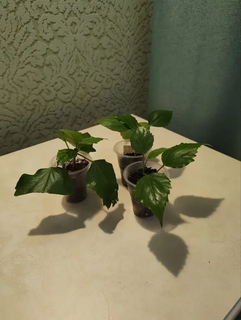 Растения для дома и сада - Медицинское оборудование в Тюмень