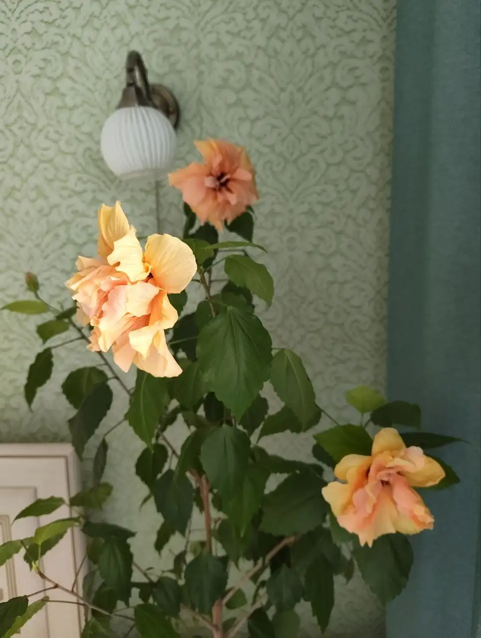 Растения для дома и сада - Растения (Хобби и отдых) в Тюмень