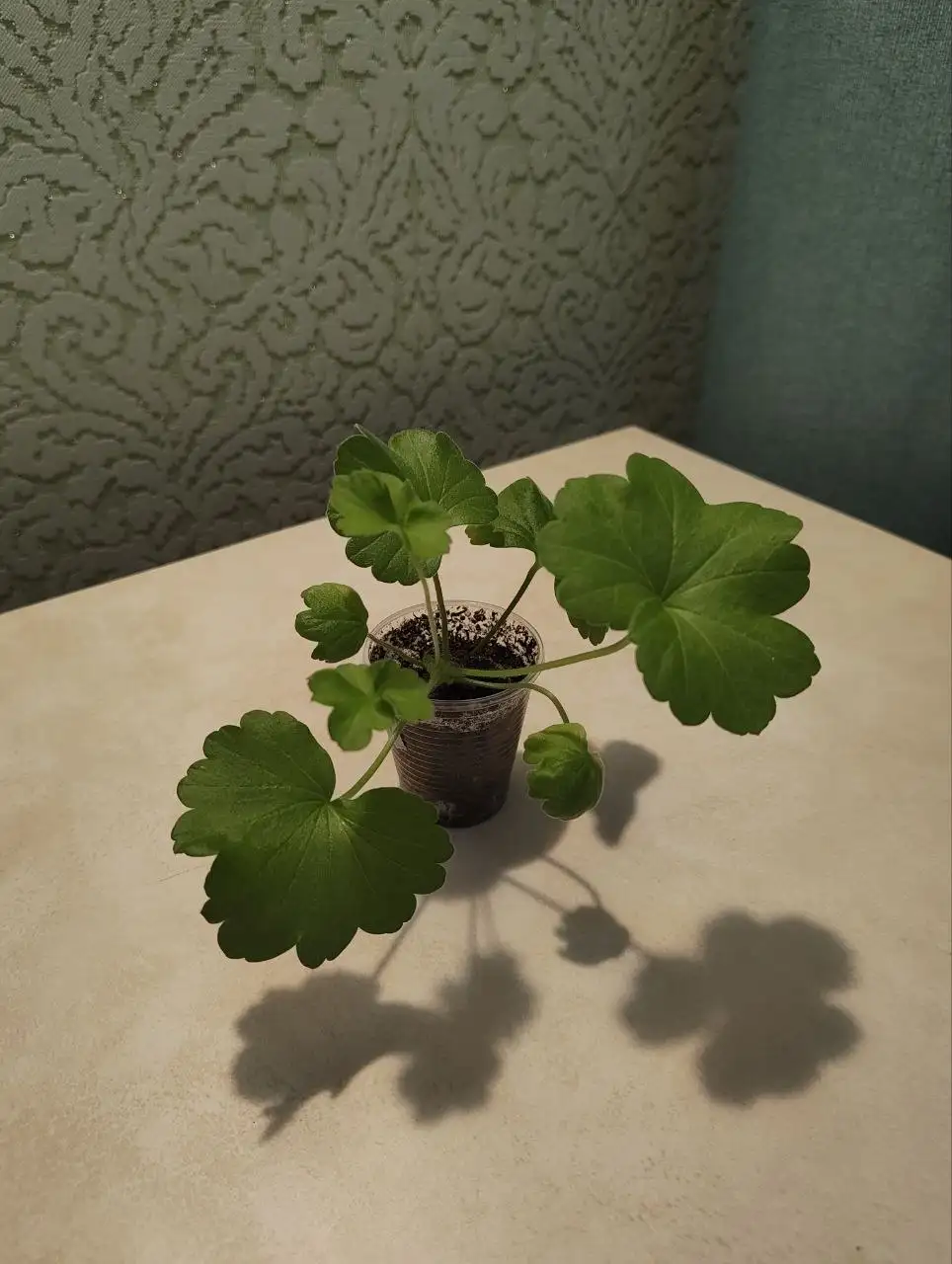 Растения для дома и сада - Растения (Хобби и отдых) в Тюмень