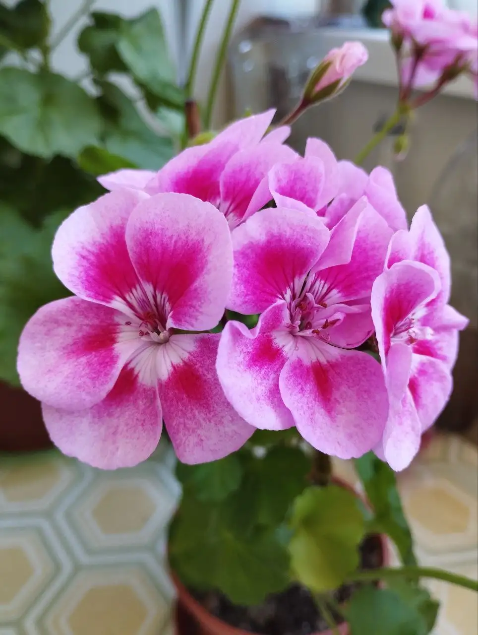 Растения для дома и сада - Растения (Хобби и отдых) в Тюмень