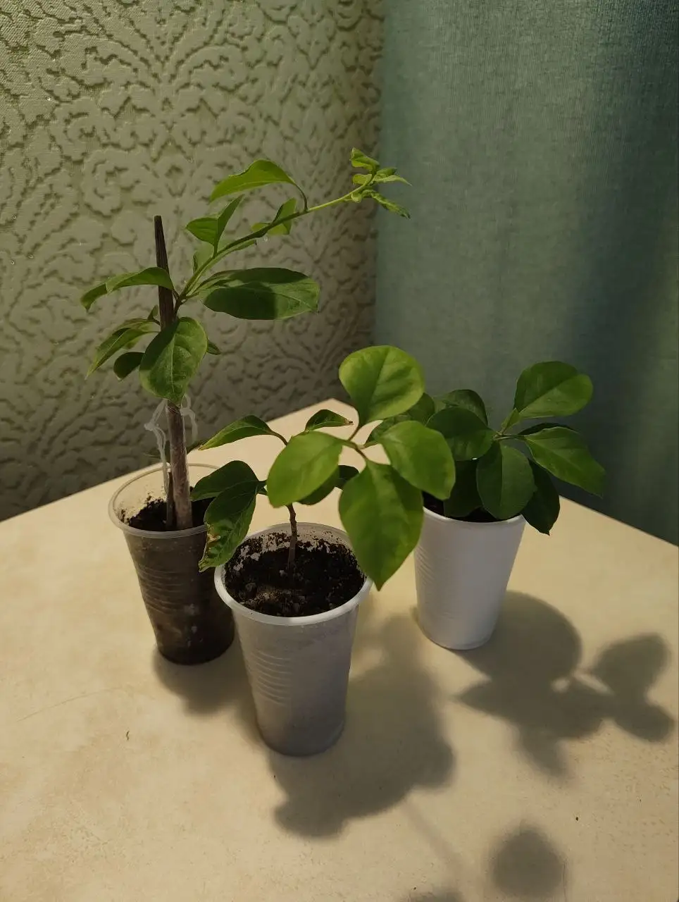 Растения для дома и сада - Растения (Хобби и отдых) в Тюмень