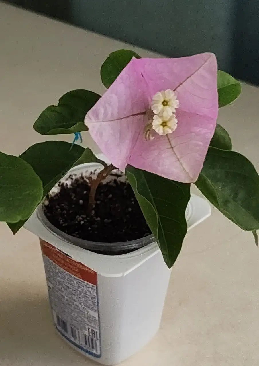 Растения для дома и сада - Растения (Хобби и отдых) в Тюмень