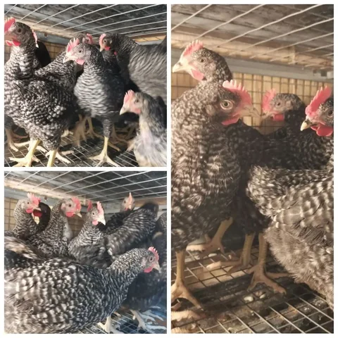 Продажа петушков 7 недель - Животные в Тюмень