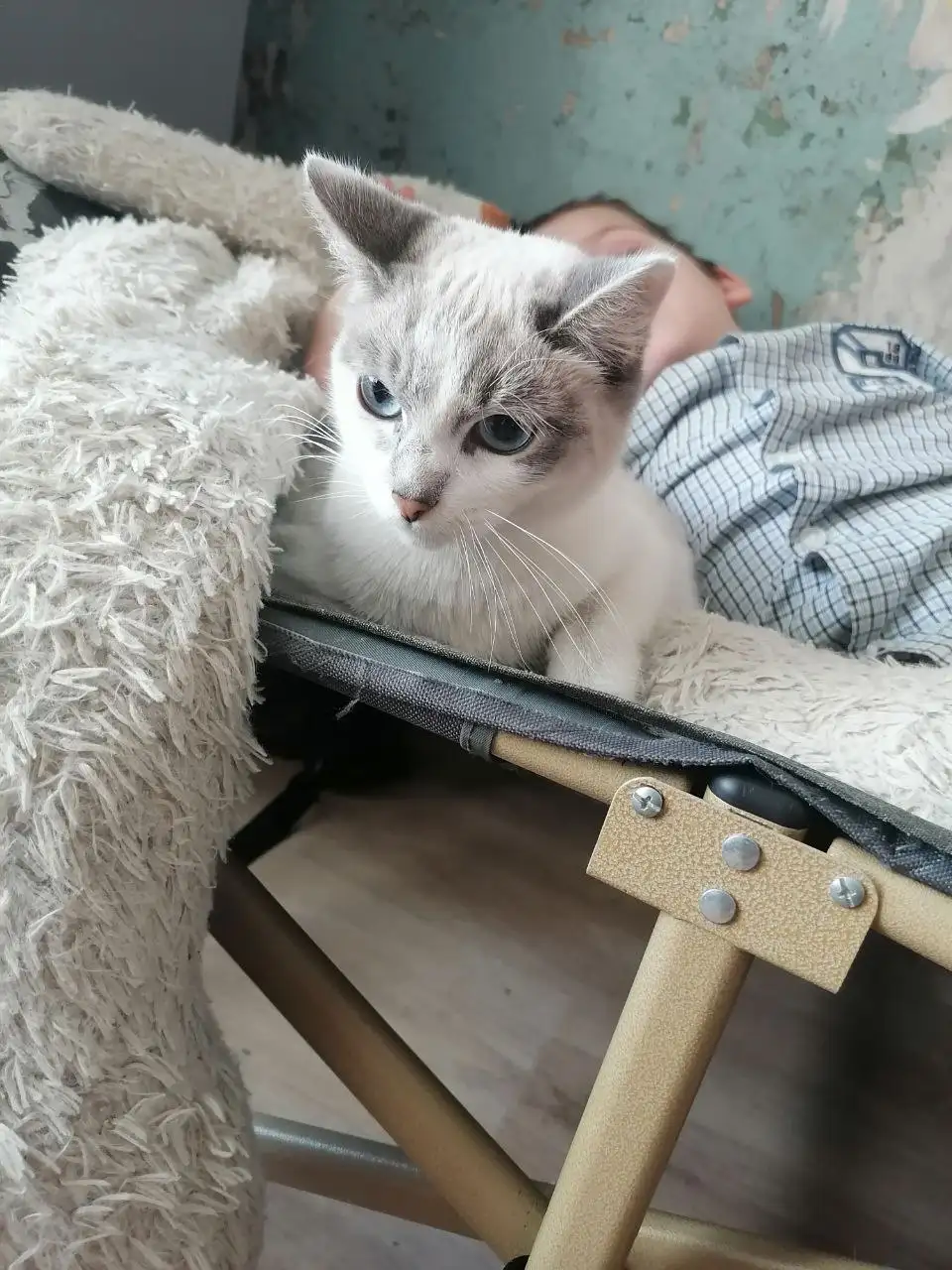 Найдена шотландская кошечка - Кошки (Животные) в Тюмень