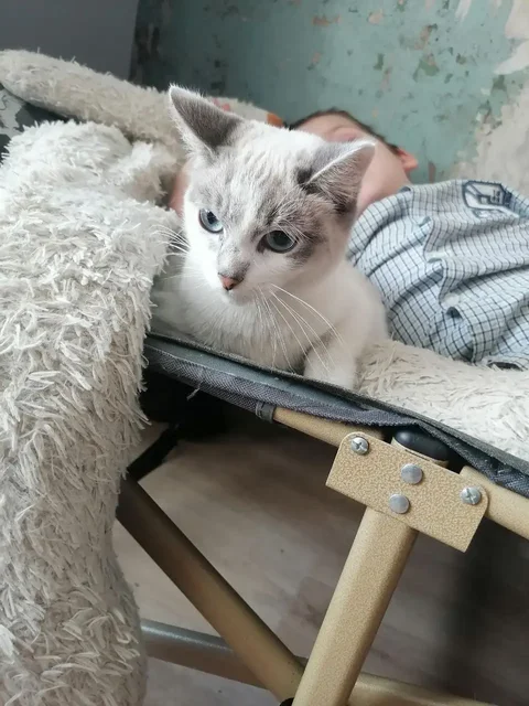 Найдена шотландская кошечка - Кошки в Тюмень