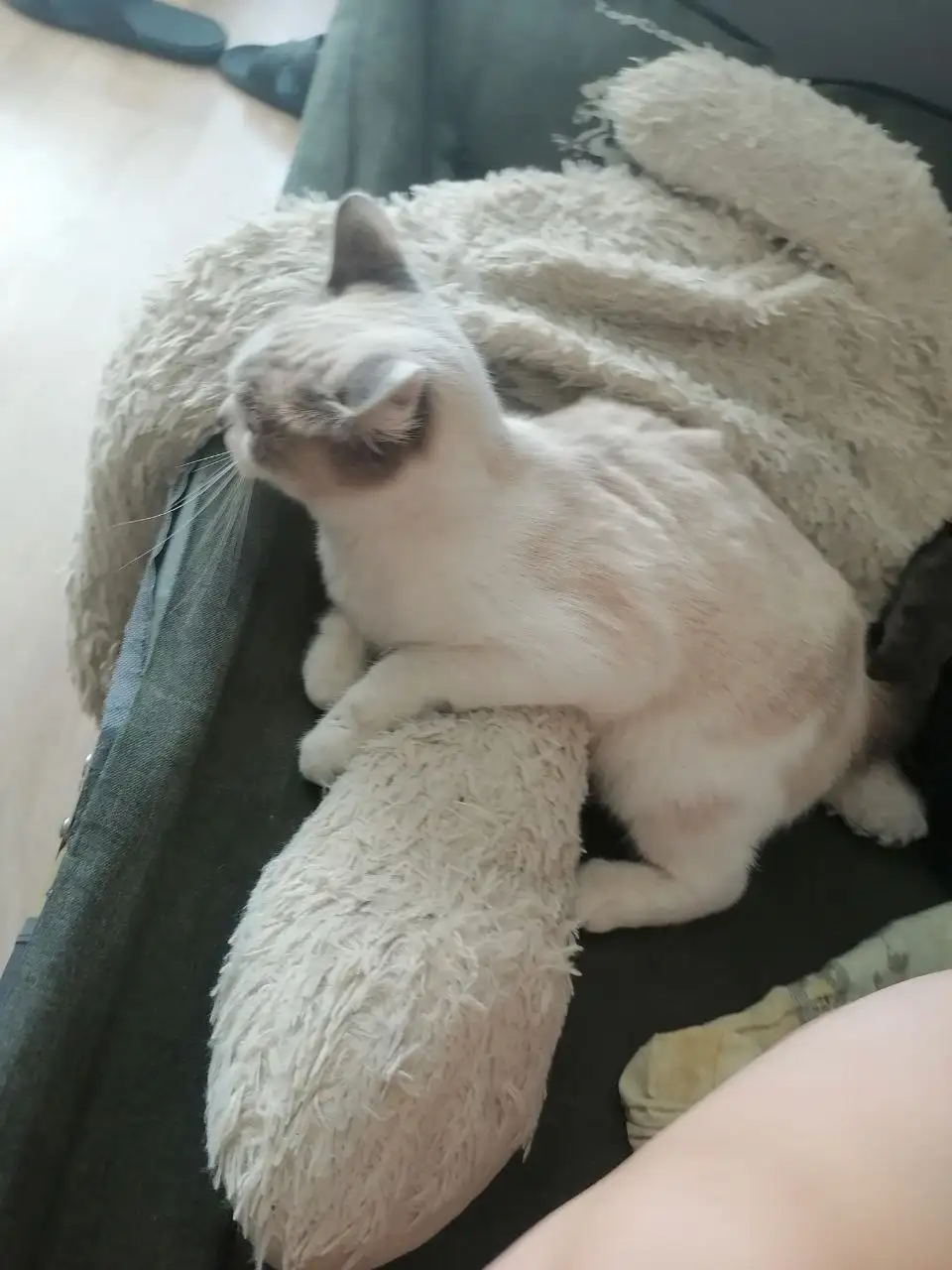 Найдена шотландская кошечка - Кошки (Животные) в Тюмень