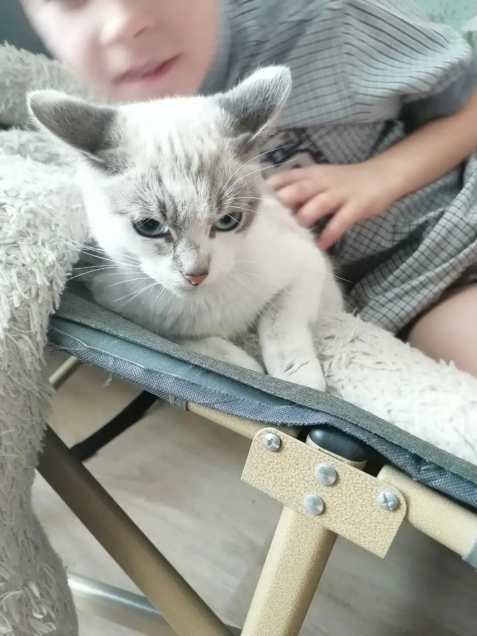 Найдена шотландская кошечка - Кошки (Животные) в Тюмень