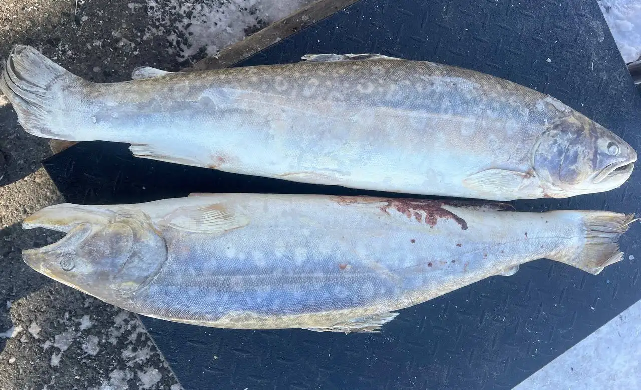 Продажа свежей дальневосточной кунджи - Рыба и морепродукты (Барахолка) в Тюмень