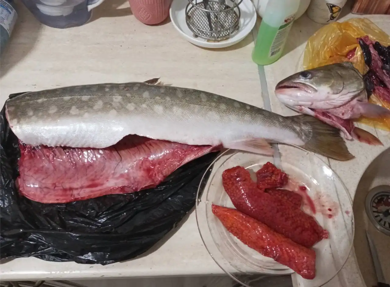 Продажа свежей дальневосточной кунджи - Рыба и морепродукты (Барахолка) в Тюмень