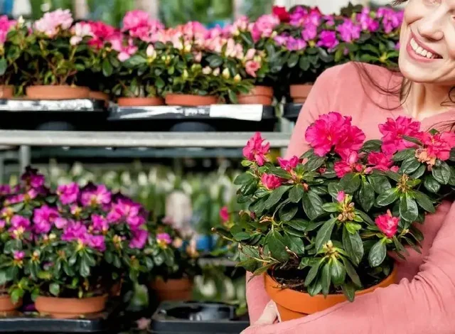 Саженцы комнатной Азалии индийской к 8 Марта - Цветы/Растения в Ембаево