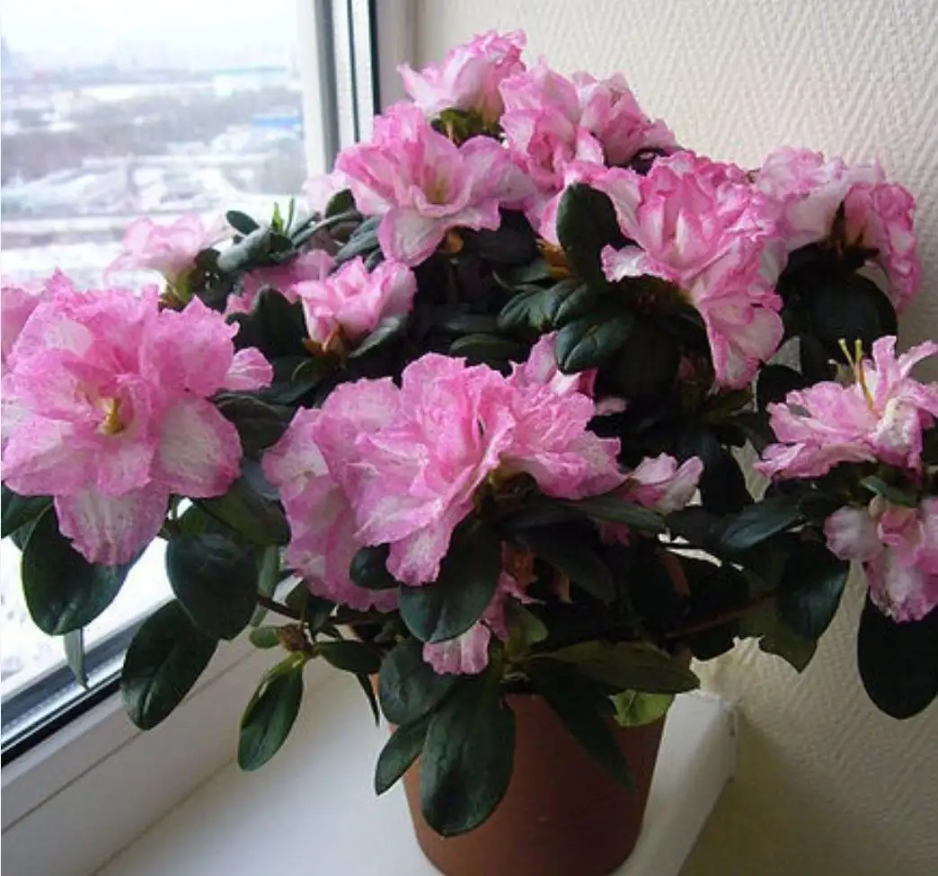 Саженцы комнатной Азалии индийской к 8 Марта - Растения (Хобби и отдых) в Ембаево