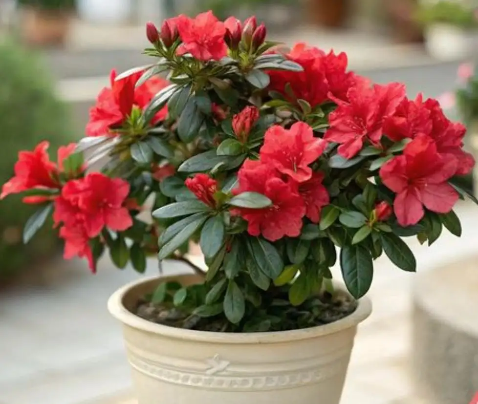 Саженцы комнатной Азалии индийской к 8 Марта - Растения (Хобби и отдых) в Ембаево