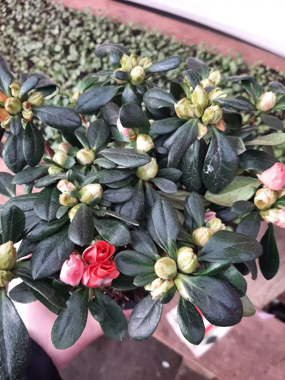 Саженцы комнатной Азалии индийской к 8 Марта - Растения (Хобби и отдых) в Ембаево