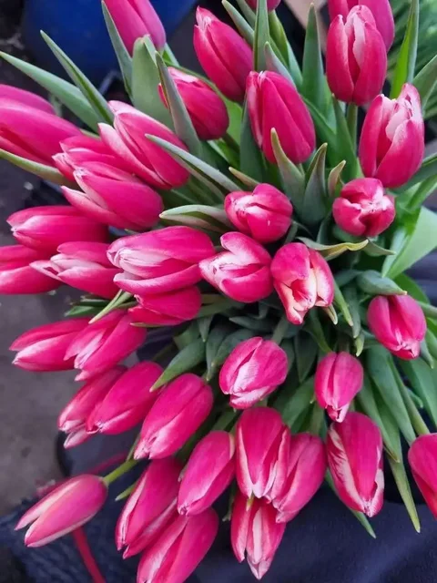 Сортовые крупные высокие тюльпаны к праздникам - Цветы/Растения в Ембаево