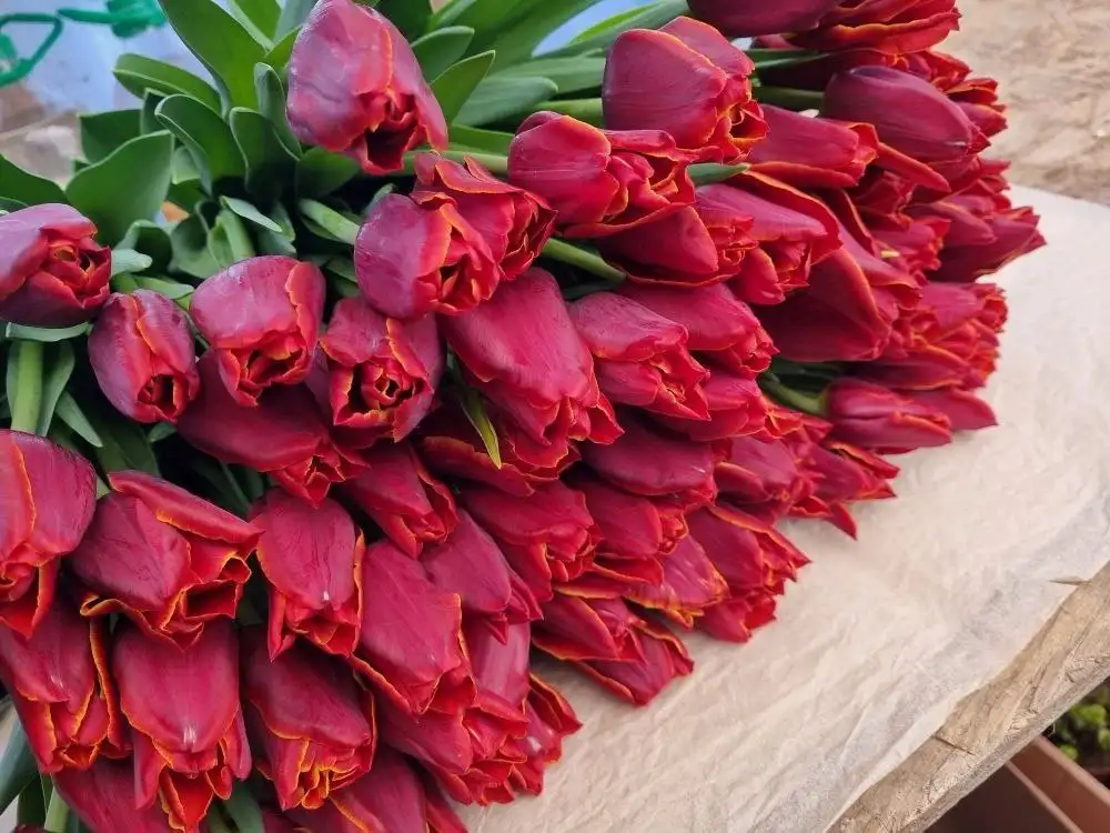 Сортовые крупные высокие тюльпаны к праздникам - Растения (Хобби и отдых) в Ембаево
