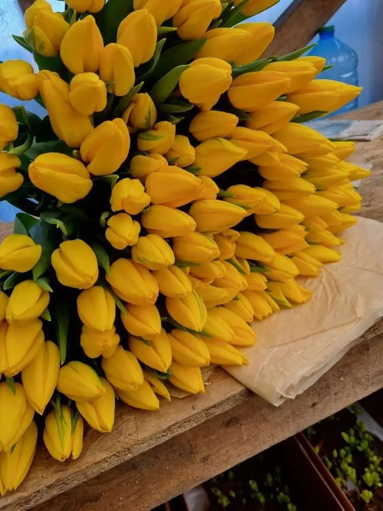 Сортовые крупные высокие тюльпаны к праздникам - Растения (Хобби и отдых) в Ембаево