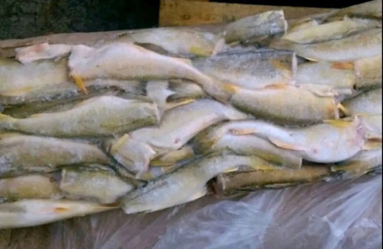 Навага дальневосточная без головы крупная - Продукты питания (Барахолка) в Тюмень