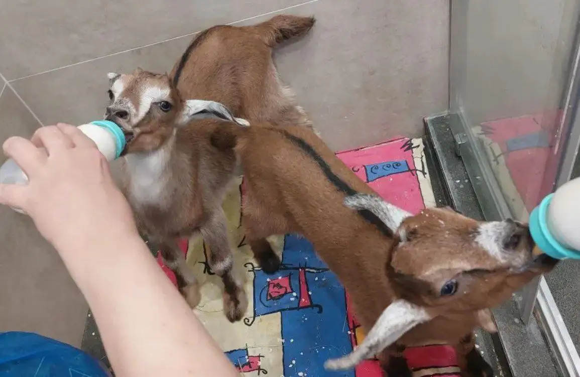 Продажа козлят альпийско-нубийской породы - Сельскохозяйственные животные (Животные) в Тюмень